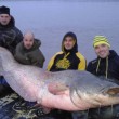 Pesce siluro da 2,72 metri pescato nel Po5