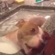 Rudy, pitbull randagio si gode suo primo bagnetto4