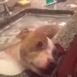 Rudy, pitbull randagio si gode suo primo bagnetto3