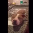 Rudy, pitbull randagio si gode suo primo bagnetto