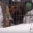 YOUTUBE Ubriaco mette la mano nella gabbia e l'orso... 2
