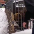 YOUTUBE Ubriaco mette la mano nella gabbia e l'orso... 3