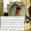 Argentina: Cane Macri su sedia presidenziale, FOTO virale