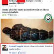 commenti-memorabili-facebook (54)