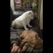 YOUTUBE Bulldog geloso del gatto per..le gambe del padrone 2