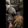 YOUTUBE Bulldog geloso del gatto per..le gambe del padrone 3