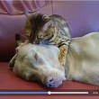 Gatto seduce cane: il VIDEO è virale, ecco perché...