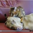 Gatto seduce cane: il VIDEO è virale, ecco perché...