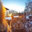 Manny, il gatto capace di farsi i selfie FOTO