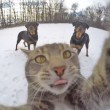 Manny, il gatto capace di farsi i selfie FOTO3