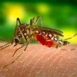 Virus Zika e microcefalia, c'è una correlazione