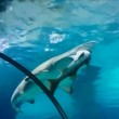 YOUTUBE Squalo tigre mangia altro squalo in acquario 02