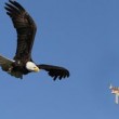 Aquile reali in volo contro i droni illegali6