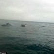 Centinaia di delfini nella Manica saltano insieme