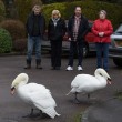 Cigni aggressivi: anziani si difendono con i bastoni5