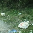 Cuccioli cane nel sacco di plastica lanciati da furgone2