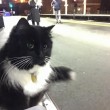 Felix gatta anti-topi "assunta" dalla stazione9