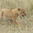 Mamma leone afferra cucciolo per la collottola2