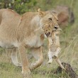 Mamma leone afferra cucciolo per la collottola