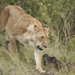 Mamma leone afferra cucciolo per la collottola3