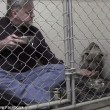 Pitbull non mangia veterinario entra in gabbia6
