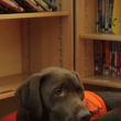 Video YouTube - Fernie, il cane che sa leggere 7