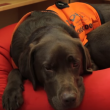 Video YouTube - Fernie, il cane che sa leggere 8