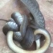 Serpente marrone australiano cannibale e velenosissimo5