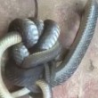 Serpente marrone australiano cannibale e velenosissimo6