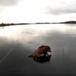 Cinghiali bloccati ghiaccio salvati da pattinatori