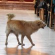 Cane in chiesa durante messa fa sorridere bimbi malati3