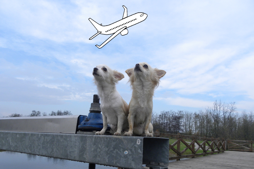 Viaggiare con il cane