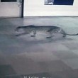 YOUTUBE Leopardo entra in una scuola, panico e 6 feriti 02