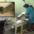 Pistrelli vampiri in Perù: 15 bimbi morsi, morti di rabbia