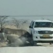 YOUTUBE Rinoceronte attacca suv turisti al safari in Namibia 2
