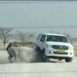 YOUTUBE Rinoceronte attacca suv turisti al safari in Namibia