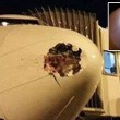 Aereo Boeing contro uccello: muso distrutto 3