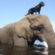 Bella e Bubbles, cane ed elefante amici per la pelle6