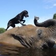 Bella e Bubbles, cane ed elefante amici per la pelle8