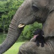 Bella e Bubbles, cane ed elefante amici per la pelle10
