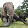 Bella e Bubbles, cane ed elefante amici per la pelle2