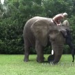 Bella e Bubbles, cane ed elefante amici per la pelle4