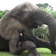 Bella e Bubbles, cane ed elefante amici per la pelle5