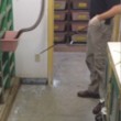 Cobra mangia topo, poi cade a terra5