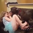 Pit Bull col muso deformato fa ridere bimba 3 anni2