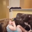 Pit Bull col muso deformato fa ridere bimba 3 anni3