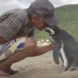 VIDEO YOUTUBE Pinguino torna ogni anno dal suo salvatore e.. 4