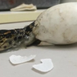 VIDEO YouTube - Cucciolo di alligatore esce dall'uovo