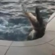 Tornano dalle vacanze trovano coccodrillo in piscina2