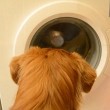 Cane fa bucato: chiude lavatrice, poi stende panni7